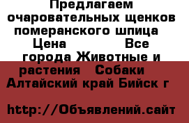 Предлагаем очаровательных щенков померанского шпица › Цена ­ 15 000 - Все города Животные и растения » Собаки   . Алтайский край,Бийск г.